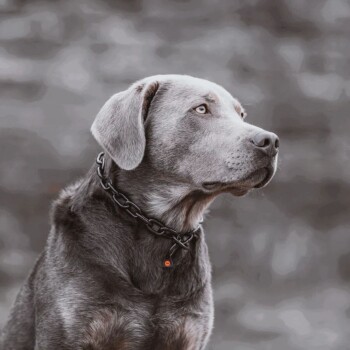 Hs Sprenger Halskette, stark - Edelstahl Rostfrei schwarz, 4,0 mm 59 cm