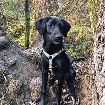 Schwarzer Labrador-Mischlingshund mit buntem Geschirr sitzt zwischen Baumwurzeln in einem Wald.