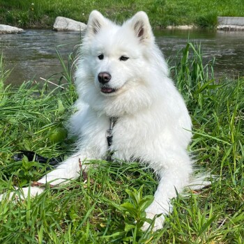 Ein flauschiger weißer Samojede, der auf grünem Gras neben einem Bach liegt und zufrieden mit herausgestreckter Zunge aussieht.