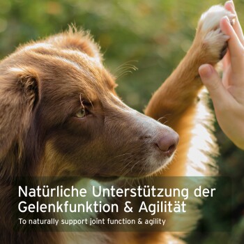 Ein brauner Hund mit grünen Augen hebt seine Pfote zu einer Hand einer Person. Textüberlagerung: "Natürliche Unterstützung für Gelenkfunktion & Beweglichkeit."