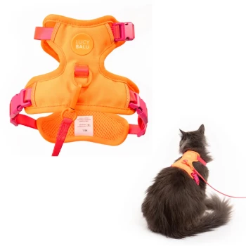 Orange-pinkes LUCY BALU Katzengeschirr mit Leine, flach gezeigt und getragen von einer grauen Langhaarkatze (Rückenansicht).