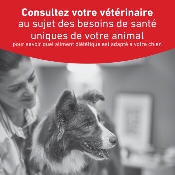 Border Collie chez le vétérinaire avec son propriétaire ; bannière rouge indiquant en français : 'Consultez votre vétérinaire...'.
