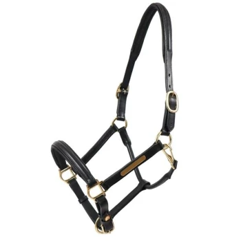Schwarzes Leder-Haustiergeschirr mit goldenen Beschlägen, mit verstellbaren Riemen und einer zentralen Namensplatte.
