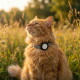 Verstellbares Halsband für Katzen, geeignet für Halsgrößen von 20-31 cm, mit einem schwarzen Riemen und einem runden Einstellring.