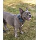 Ein glücklicher grauer Französischer Bulldogge steht auf Gras, trägt ein blaues Halsband mit einem Anhänger und zeigt seinen verspielten Ausdruck.