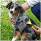 Eine Person bürstet sanft das Fell eines mittelgroßen Hundes mit einem gelben Pflegewerkzeug, in einem grasbewachsenen Außenbereich mit Blumen.