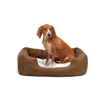 Ein braunes Hundebett mit einem weichen weißen Innenraum, mit einem sitzenden braunen Hund mit weißen Flecken, der bequem und entspannt aussieht.