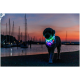 Un chien portant un collier LED coloré marche le long d'un quai au coucher du soleil, avec des voiliers et un ciel vibrant en arrière-plan.