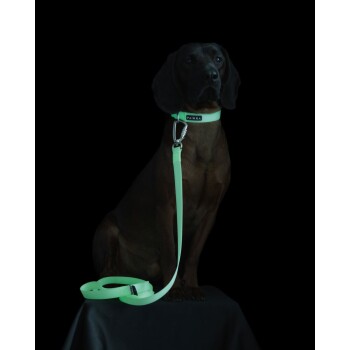 Ein brauner Hund sitzt auf einer schwarzen Oberfläche und trägt ein leuchtend grünes Halsband mit dem Markennamen "PAIKKA" und einer passenden Leine.