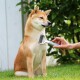 Ein Shiba Inu-Hund sitzt auf Gras, während eine Person ihn mit einem Pflegewerkzeug bürstet, umgeben von grünem Laub.