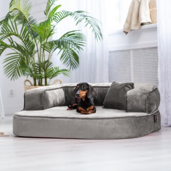 Ein schwarz-brauner Dackel sitzt bequem auf einem plüschigen grauen Hundebett mit einem kleinen Kissen, umgeben von Zimmerpflanzen und natürlichem Licht.
