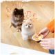 Zwei aufgeregte Pomeranian-Hunde, einer braun und einer cremefarben, warten gespannt auf ein Leckerli, das von einer Person in einem orangefarbenen Pullover gehalten wird.