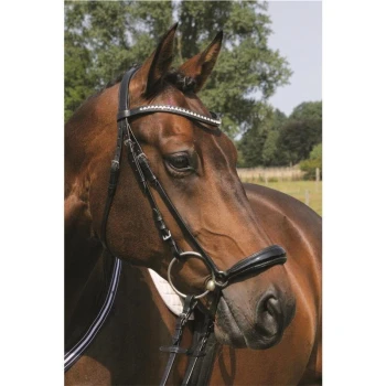 Eine Nahaufnahme eines braunen Pferdes, das ein schwarzes Zaumzeug mit einem geschmückten Stirnriemen trägt, vor einem verschwommenen grünen Hintergrund.