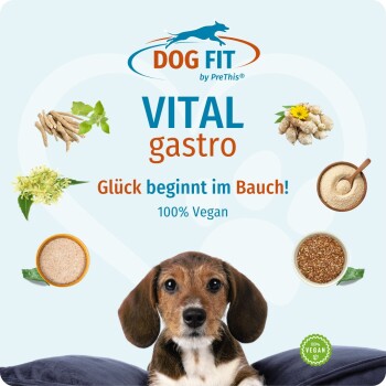 DOG FIT VITAL gastro-Verpackung: Schriftzug „Glück beginnt im Bauch! 100% Vegan“, Hunde-Foto und Icons für pflanzliche Inhaltsstoffe