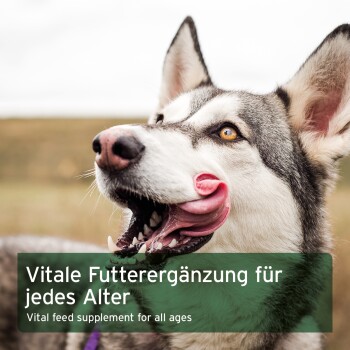 Husky in Nahaufnahme leckt sich die Lippen, bernsteinfarbenes Auge sichtbar; grüner Overlay lautet 'Vitale Futterergänzung für jedes Alter' und zeigt einen englischen Untertitel.