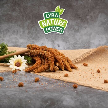 Getrocknete natürliche Haustierleckereien, die auf einem Jutesack angeordnet sind, mit einer Blume und grünen Blättern, mit dem Logo "LYRA NATURE POWER" darüber.