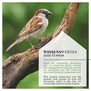 Ein Spatz, der auf einem Ast sitzt, mit einem verschwommenen grünen Hintergrund, begleitet von Text in Deutsch und Englisch über den Rückgang der Nahrungsquellen für Vögel.
