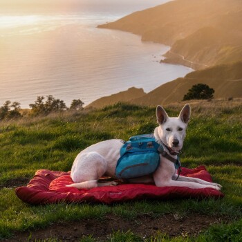 Ein weißer Hund mit einem blauen Rucksack liegt auf einer roten Decke und blickt auf eine malerische Küstenansicht bei Sonnenuntergang.