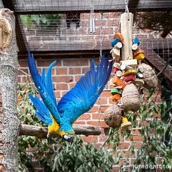 Schredderspielzeug Gigant Coco Foraging