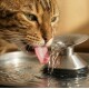 Nahaufnahme einer getigerten Katze, die Wasser aus einem Trinkbrunnen aus Edelstahl leckt, Zunge ausgestreckt und Wasser fließend.