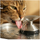 Nahaufnahme einer getigerten Katze, die Wasser aus einem Trinkbrunnen aus Edelstahl leckt, Zunge ausgestreckt und Wasser fließend.