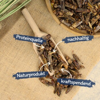 Getrocknete Grillen in einem Holzlöffel und einer Schale auf Jute, beschriftet als Proteinquelle, nachhaltig, Naturprodukt und energiespendend auf Deutsch.