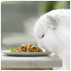Een fluffy witte kat leunt naar een bord met nat kattenvoer, dat stukjes vlees bevat en is gegarneerd met een takje groen.