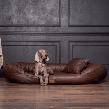 Hund mit geschmücktem Halsband liegt auf einem braunen Lederhaustierbett mit Kissen vor einer dunklen Paneelwand.