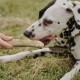 Schwarz-brauner Hund leckt sich die Lippen neben einer Hand, die draußen auf dem Gras ein hölzernes Hundekauspielzeug hält.