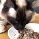 Eine Nahaufnahme einer Siamkatze, die Nassfutter von einem weißen Teller leckt, mit einer Dose Katzenfutter im Hintergrund sichtbar.