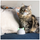 Puszysty kot tabby z uderzającymi zielonymi oczami siedzi obok białej zabawki dla kota z zielonymi uszami na niebieskiej kanapie, z teksturowaną poduszką w tle.