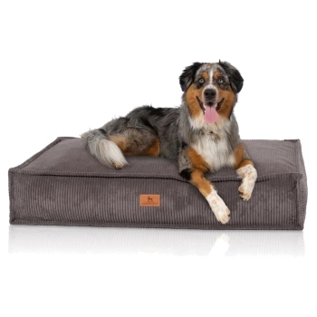Ein glücklicher Australian Shepherd Hund mit einem blauen Merle-Fell liegt auf einem plüschigen, grauen Hundebett mit einem Lederetikett, auf dem "KNUFFENWOLF" steht.