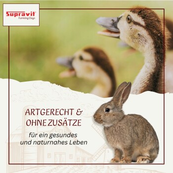 Schwarz-weißer Hase vor Maiskörnern mit Symbol und Text „Ganzjährig zu füttern“, der die ganzjährige Fütterung anzeigt.