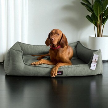 Brauner Hund mit rotem Halsband liegt auf einem grauen orthopädischen Hundebett auf dunklem Boden neben einer Topfpflanze.