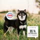 Ein schwarz-weißer Hund steht auf einer grasbewachsenen Fläche mit Blumen, mit einem Abzeichen "Original 08 Sehr Gut 2020" und "KYVETIN 95% WEITEREMPFEHLUNG*".