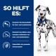 Ein gesunder Dalmatiner mit blauem Halsband steht vor einem blauen Hintergrund mit Text über Steinprävention und Vorteile für die Immununterstützung.