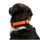 Rückenansicht eines schwarz-braunen Hundes, der ein leuchtend orangefarbenes, verstellbares Halsband vor einfachem weißem Hintergrund trägt.