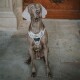 Ein sitzender Weimaraner-Hund, der ein beiges und camouflages Muster-Harness trägt, mit dem Markennamen 'HUNTER', der prominent angezeigt wird.