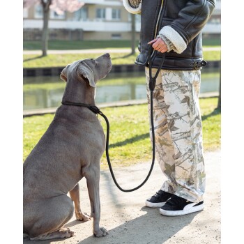 Eine Person in einer dunklen Jacke und schwarzen Leggings hält eine Hundeleine, steht neben einem sitzenden, tanfarbenen Hund in einem bewaldeten Gebiet.