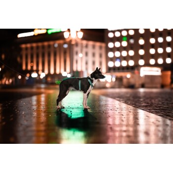 Ein schwarz-weißer Hund steht nachts auf einer nassen Straße, beleuchtet von bunten Lichtern nahegelegener Gebäude.