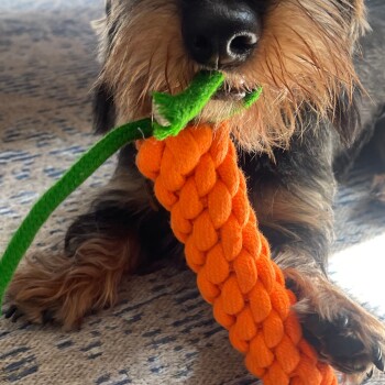 Eine Nahaufnahme eines kleinen Hundes, der ein leuchtend orangefarbenes, geflochtenes Karotten-Spielzeug mit grünem Oberteil im Mund hält und auf einem gemusterten Teppich sitzt.
