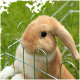 Hellbrauner Schlappohrkaninchen hinter einem Metall-Drahtzaun auf grünem Gras-Hintergrund.