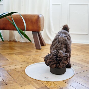 Ein brauner Hund frisst aus einer schwarzen Schüssel, die auf einer weißen Matte steht, mit einer Holzbank und einer grünen Pflanze im Hintergrund.