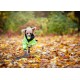 Ein kleiner Hund trägt einen leuchtend grünen Regenmantel mit einer schwarzen Kapuze und läuft durch eine bunte Herbstlandschaft, die mit gefallenen Blättern bedeckt ist.