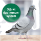 Eine graue Taube steht auf einer Holzoberfläche, neben ihr befindet sich eine grüne kreisförmige Grafik mit der Aufschrift "Stärkt das Immunsystem".