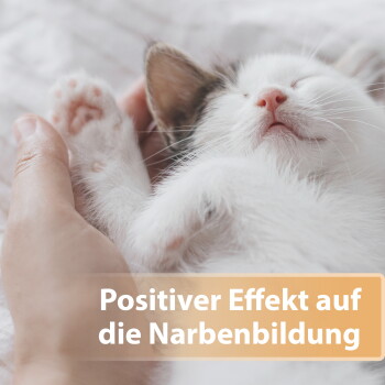 Schlafendes weißes Kätzchen, in einer Hand geborgen; orangefarbener Banner mit der Aufschrift Positiver Effekt auf die Narbenbildung.