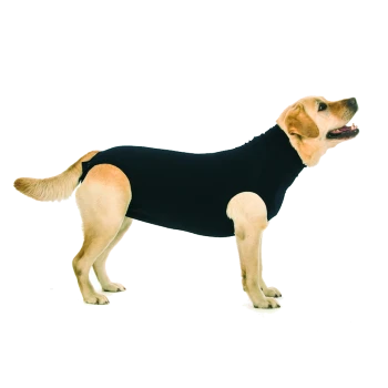 Ein glücklicher gelber Labrador, der einen engen schwarzen Haustieranzug trägt, steht vor einem weißen Hintergrund.