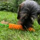 Ein kleiner Hund mit dunklem Fell spielt mit einem leuchtend orangefarbenen, karottenförmigen Spielzeug auf grünem Gras, umgeben von Pflanzen.