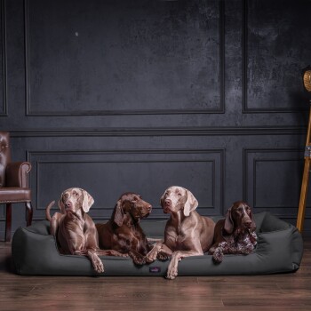 Vier Hunde – zwei Weimaraner, ein schokoladenfarbener Labrador und ein Deutscher Kurzhaarpointer – entspannen sich auf einem roten Hundebett in einem schicken Innenraum.