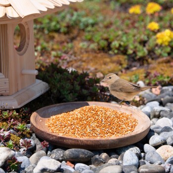 Ein kleiner brauner Vogel steht neben einer Holzschüssel, die mit Vogelfutter gefüllt ist, mit einem Vogelhaus im Hintergrund und bunten Pflanzen, die die Szene umgeben.